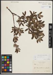 Foto von Salix phylicifolia L.